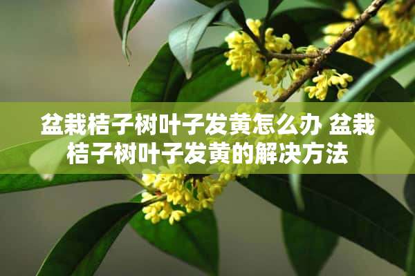 盆栽桔子树叶子发黄怎么办 盆栽桔子树叶子发黄的解决方法