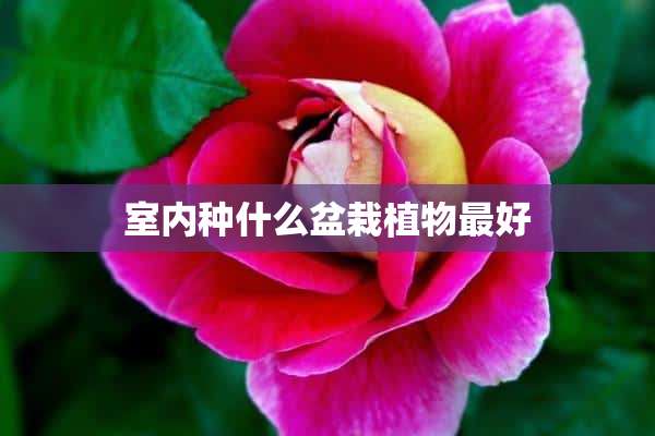 室内种什么盆栽植物最好