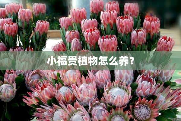 小福贵植物怎么养？