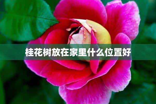 桂花树放在家里什么位置好