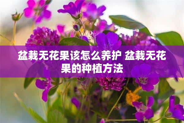 盆栽无花果该怎么养护 盆栽无花果的种植方法