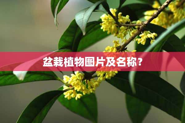 盆栽植物图片及名称？