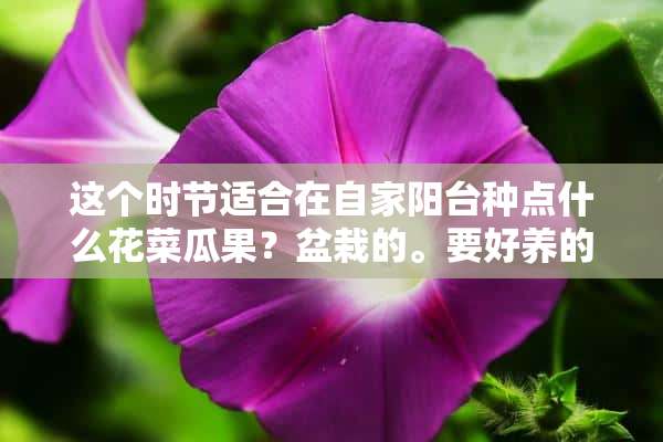 这个时节适合在自家阳台种点什么花菜瓜果？盆栽的。要好养的？