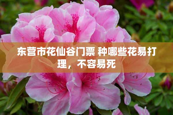 东营市花仙谷门票 种哪些花易打理，不容易死