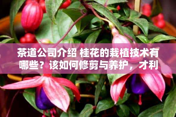 茶道公司介绍 桂花的栽植技术有哪些？该如何修剪与养护，才利于植株生长茂盛