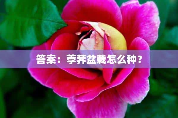 答案：荸荠盆栽怎么种？