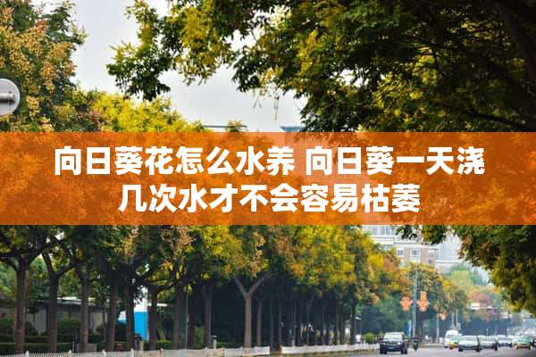 向日葵花怎么水养 向日葵一天浇几次水才不会容易枯萎