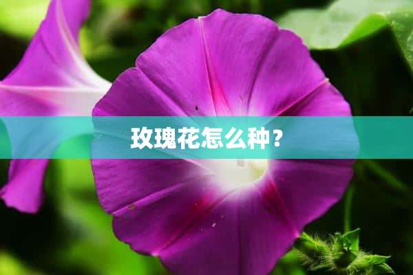 玫瑰花怎么种？