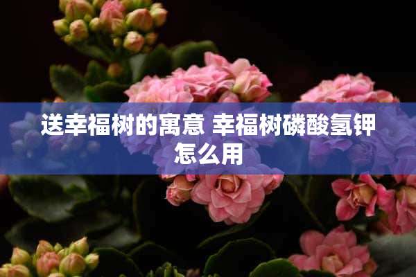 送幸福树的寓意 幸福树磷酸氢钾怎么用