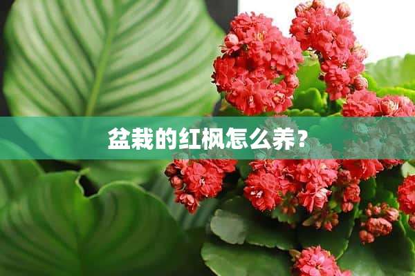 盆栽的红枫怎么养？