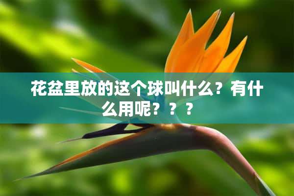 花盆里放的这个球叫什么？有什么用呢？？？