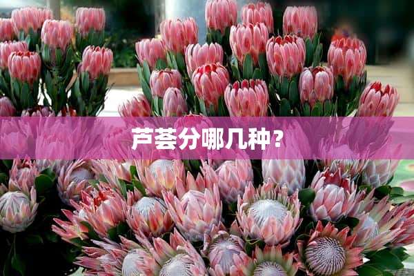 芦荟分哪几种？