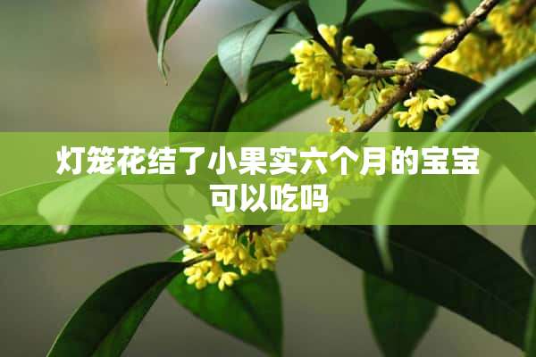 灯笼花结了小果实六个月的宝宝可以吃吗