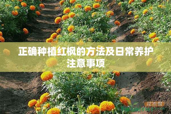 正确种植红枫的方法及日常养护注意事项