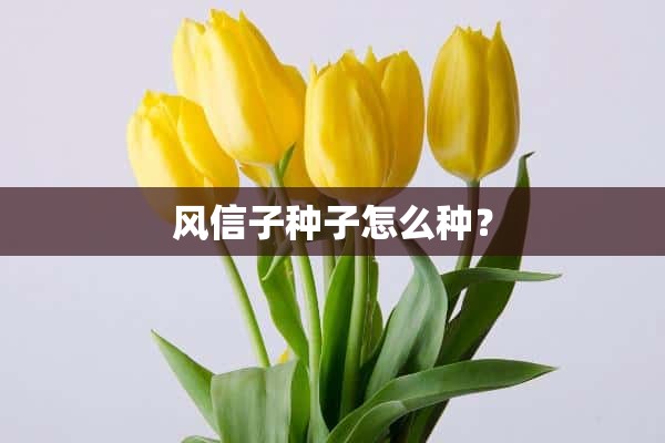 风信子种子怎么种？