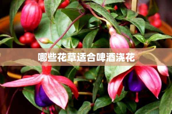 哪些花草适合啤酒浇花