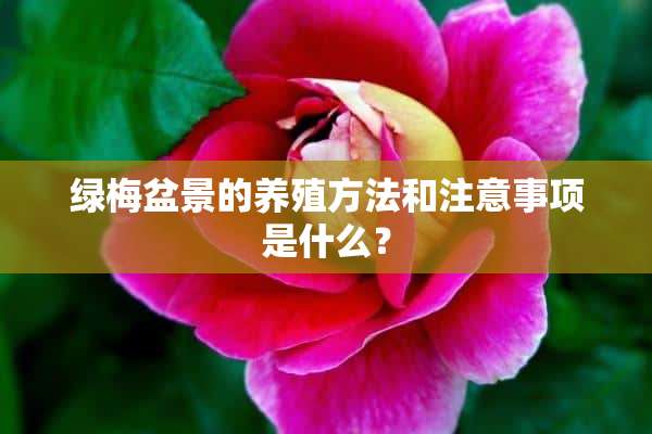 绿梅盆景的养殖方法和注意事项是什么？