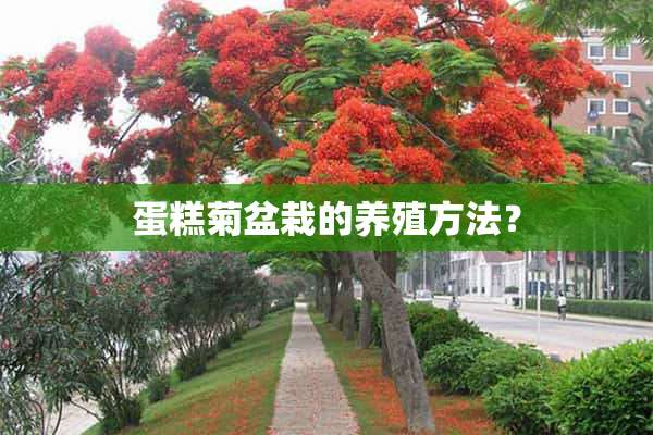 蛋糕菊盆栽的养殖方法？