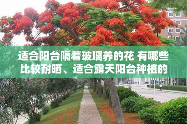 适合阳台隔着玻璃养的花 有哪些比较耐晒、适合露天阳台种植的盆栽