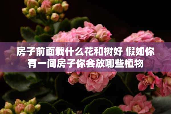 房子前面栽什么花和树好 假如你有一间房子你会放哪些植物