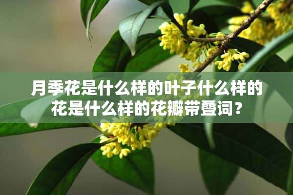 月季花是什么样的叶子什么样的花是什么样的花瓣带叠词？