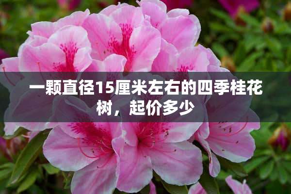 一颗直径15厘米左右的四季桂花树，起价多少