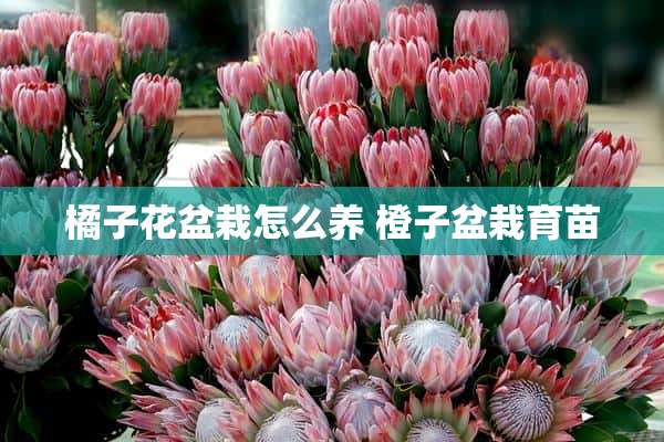 橘子花盆栽怎么养 橙子盆栽育苗