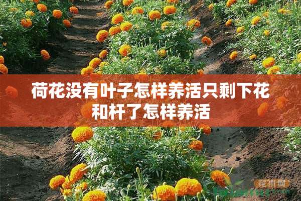 荷花没有叶子怎样养活只剩下花和杆了怎样养活