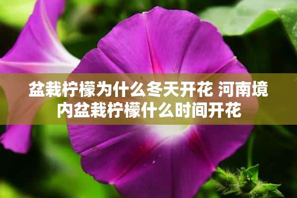 盆栽柠檬为什么冬天开花 河南境内盆栽柠檬什么时间开花