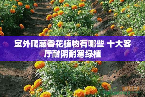 室外爬藤香花植物有哪些 十大客厅耐阴耐寒绿植