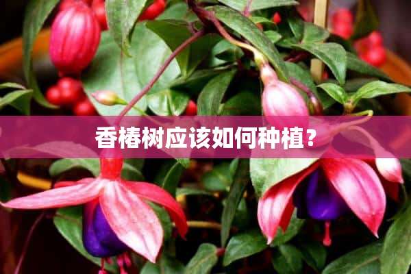 香椿树应该如何种植？