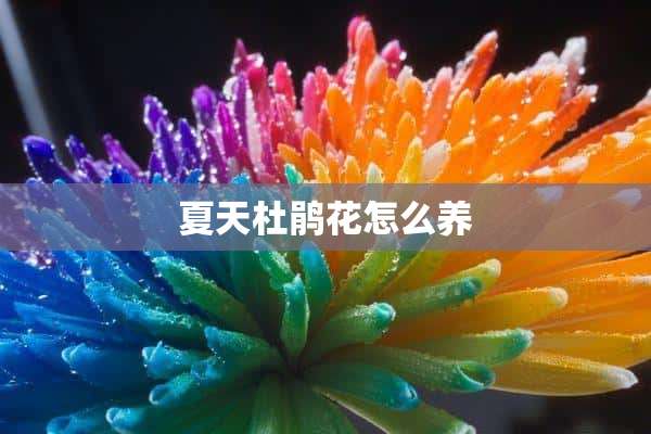 夏天杜鹃花怎么养