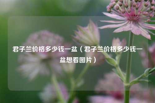 君子兰价格多少钱一盆（君子兰价格多少钱一盆想看图片） 花卉