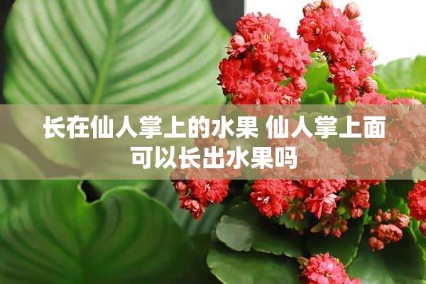 长在仙人掌上的水果 仙人掌上面可以长出水果吗