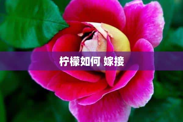 柠檬如何 嫁接