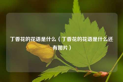 丁香花的花语是什么（丁香花的花语是什么还有图片） 花卉