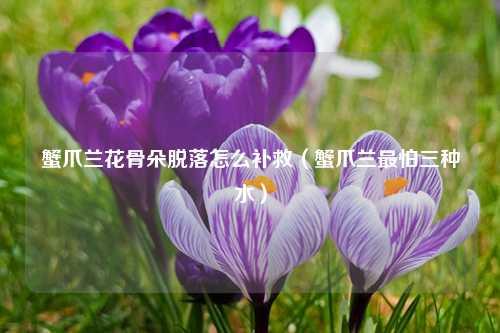 蟹爪兰花骨朵脱落怎么补救（蟹爪兰最怕三种水） 花卉