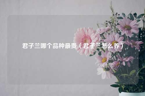 君子兰哪个品种最贵（君子兰怎么养）