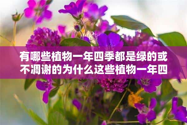 有哪些植物一年四季都是绿的或不凋谢的为什么这些植物一年四季都是绿的