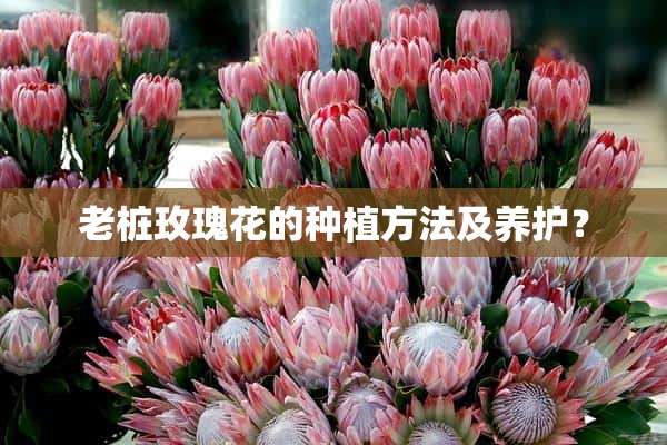 老桩玫瑰花的种植方法及养护？