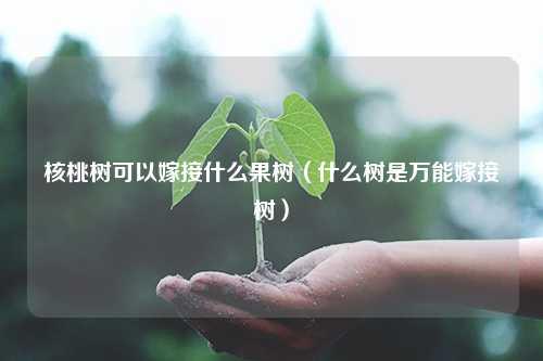 核桃树可以嫁接什么果树（什么树是万能嫁接树）