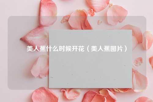 美人蕉什么时候开花（美人蕉图片）