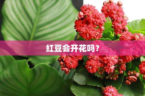 红豆会开花吗？