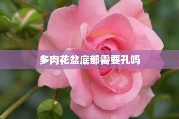 多肉花盆底部需要孔吗