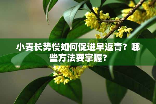 小麦长势慢如何促进早返青？哪些方法要掌握？