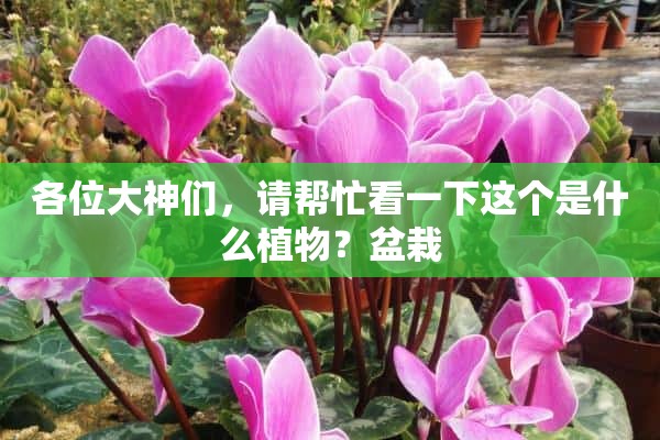 各位大神们，请帮忙看一下这个是什么植物？盆栽