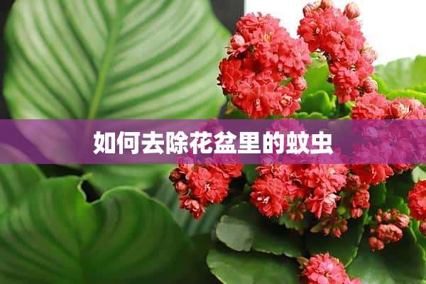 如何去除花盆里的蚊虫