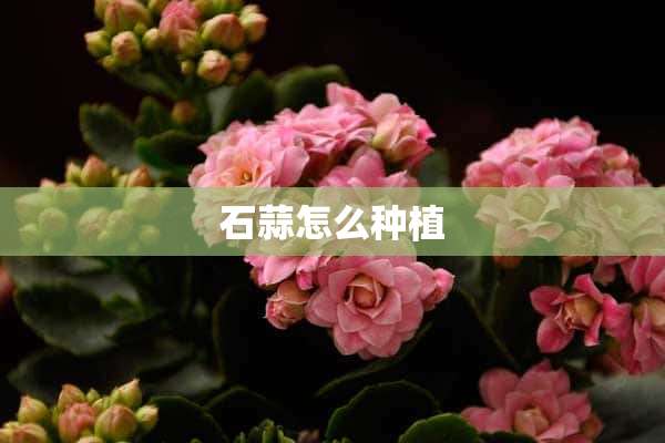 石蒜怎么种植