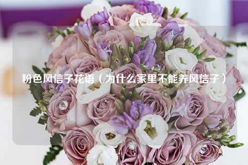 粉色风信子花语（为什么家里不能养风信子）