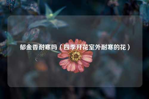 郁金香耐寒吗（四季开花室外耐寒的花） 花卉